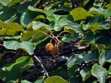 Actinidia chinensis разновидность deliciosa. Верхушка побега с плодами. Абхазия, Гудаутский р-н, Новый Афон, в культуре. 18.07.2017.