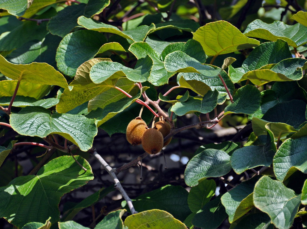 Изображение особи Actinidia chinensis var. deliciosa.