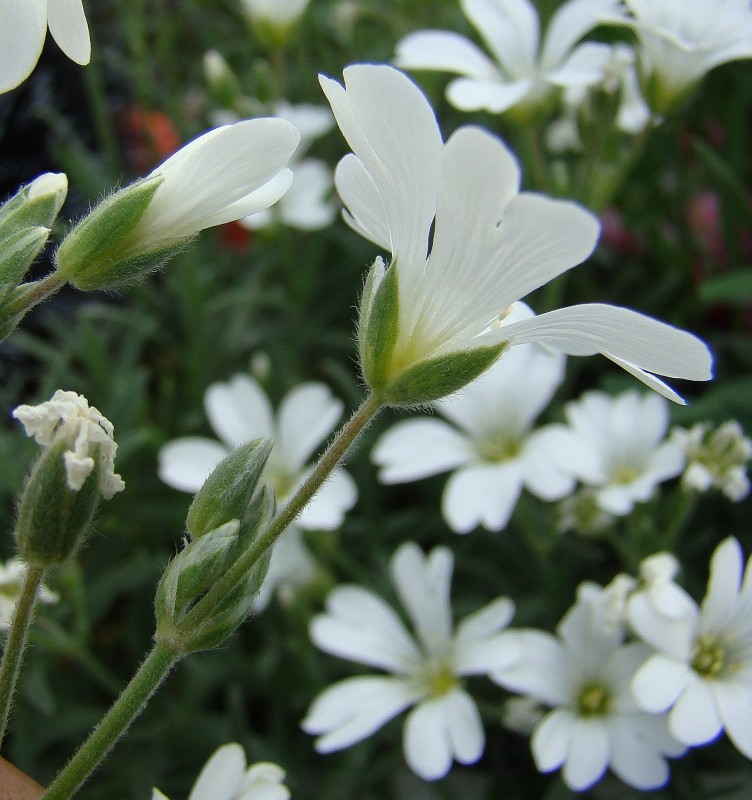 Изображение особи Cerastium argenteum.