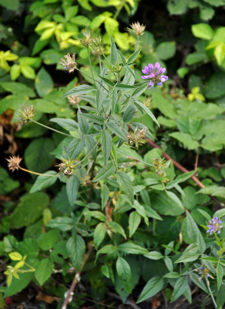 Изображение особи Psoralea bituminosa ssp. pontica.