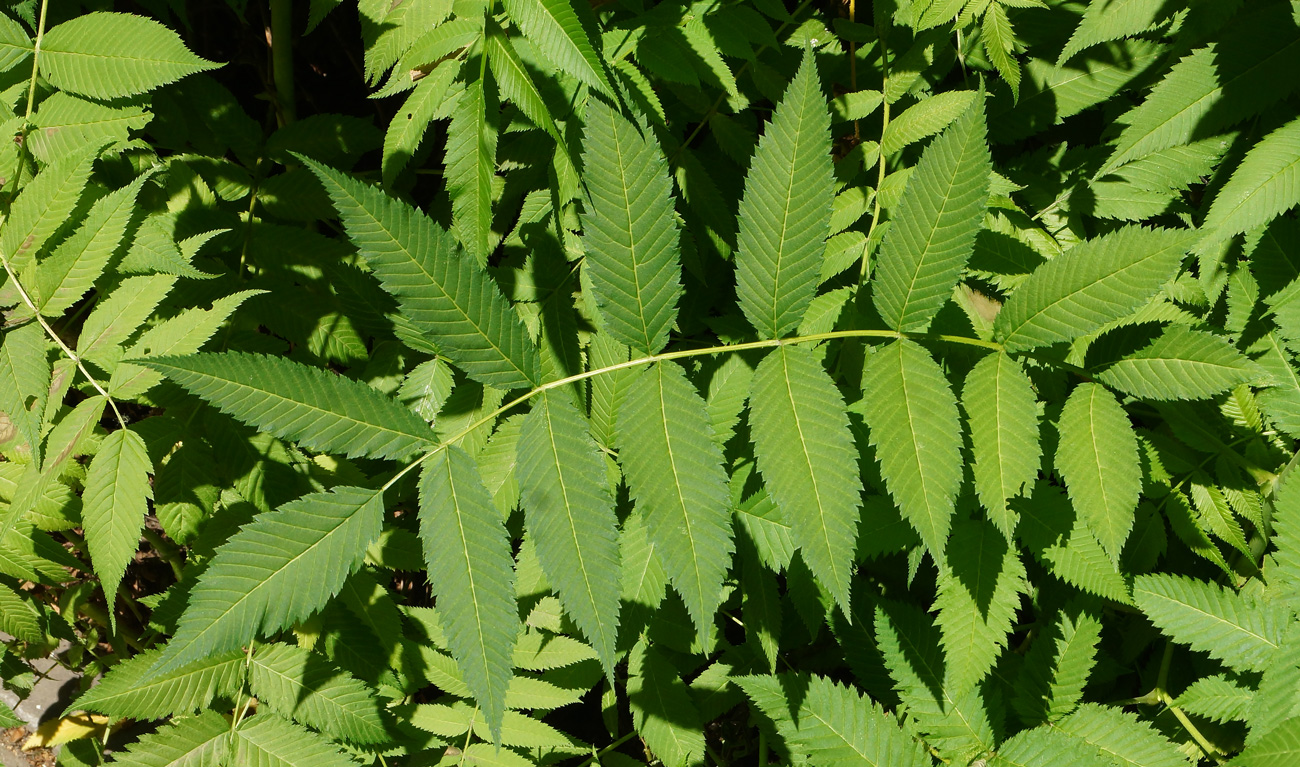 Image of Sorbaria sorbifolia specimen.