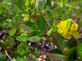 Trifolium campestre. Листья и развивающееся соцветия. Беларусь, Гродненская обл., Новогрудский р-н, Брольникский сельсовет, окр. дер. Селец, обочина асфальтированной дороги. 06.26.2014.