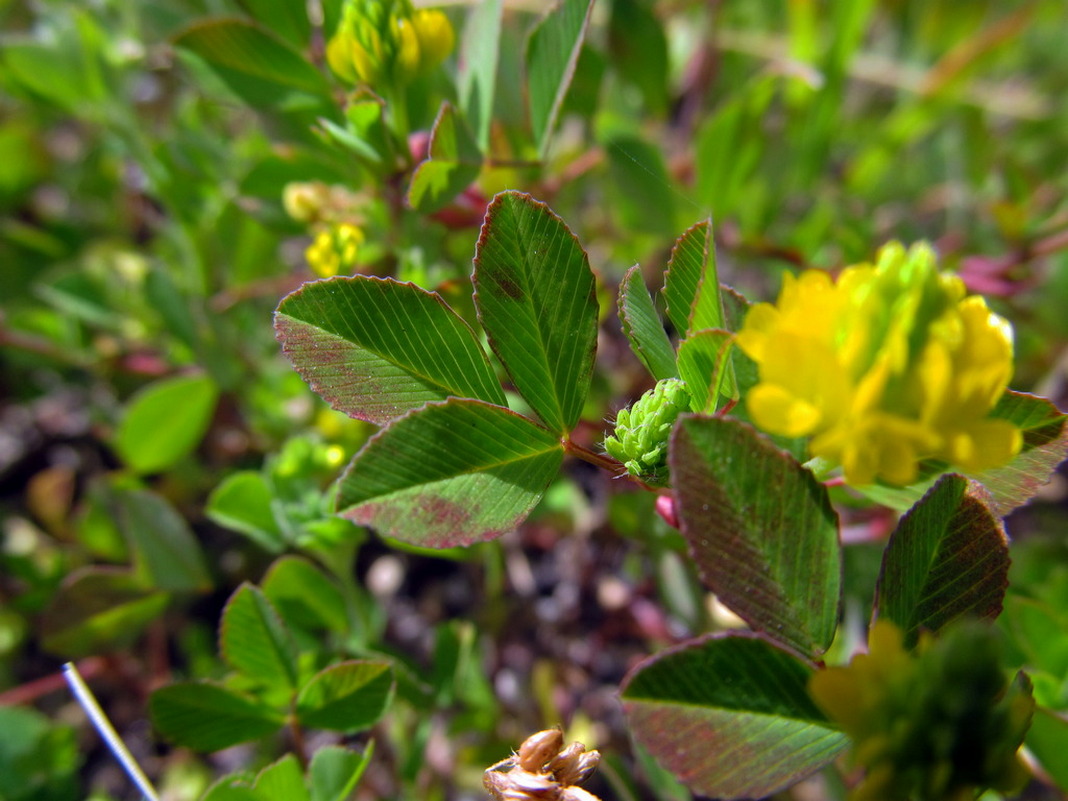 Image of Trifolium campestre specimen.