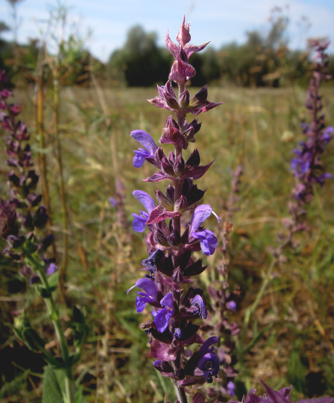 Изображение особи Salvia tesquicola.