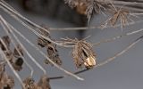 Angelica sylvestris