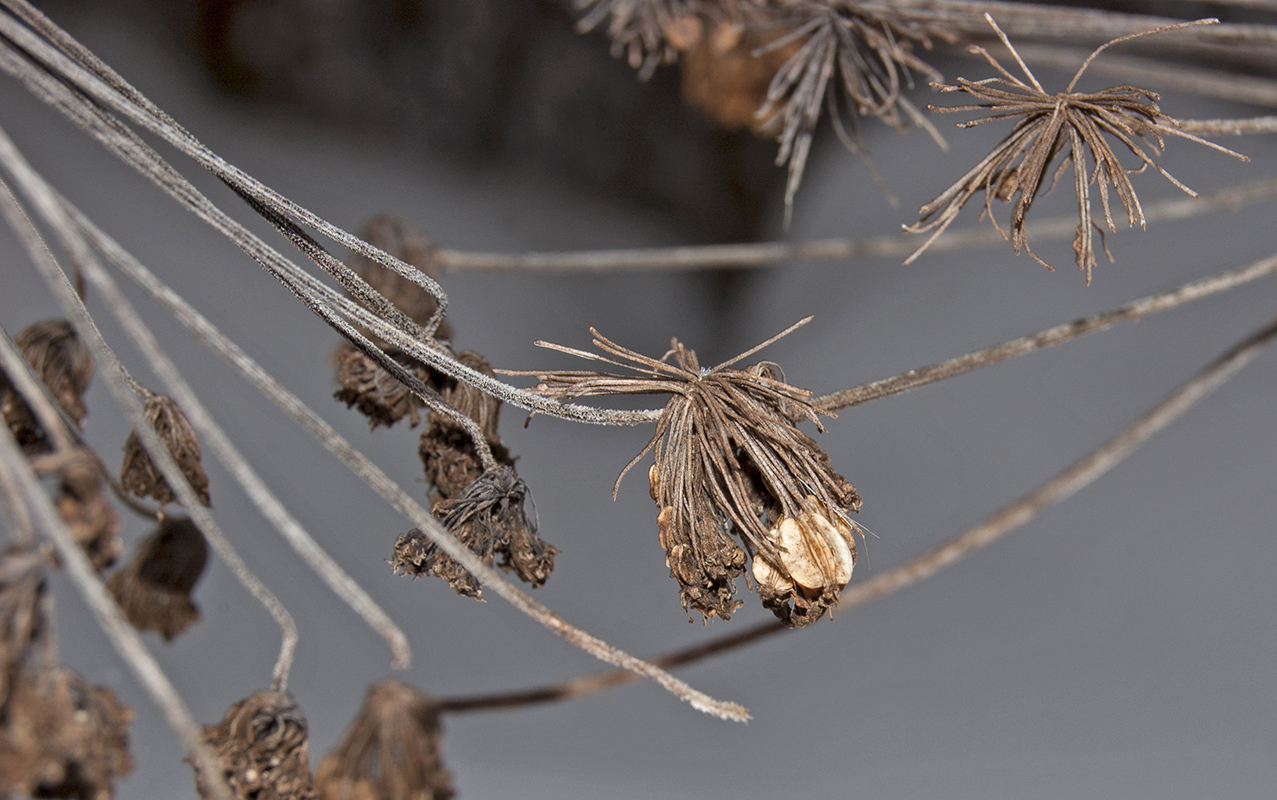 Image of Angelica sylvestris specimen.