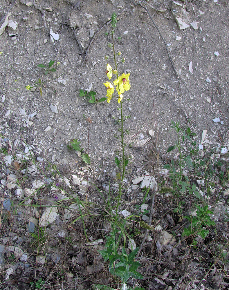 Image of Verbascum blattaria specimen.