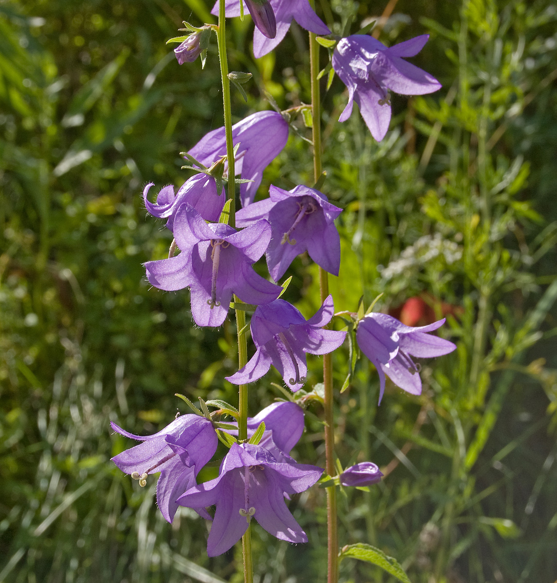 Изображение особи Campanula rapunculoides.