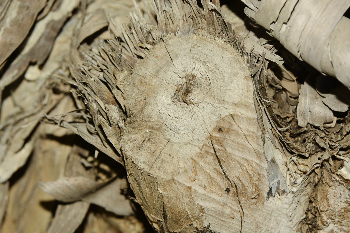 Image of Melaleuca elliptica specimen.