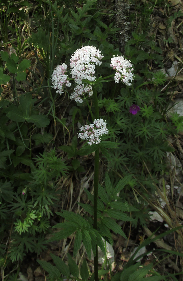 Image of Valeriana grossheimii specimen.