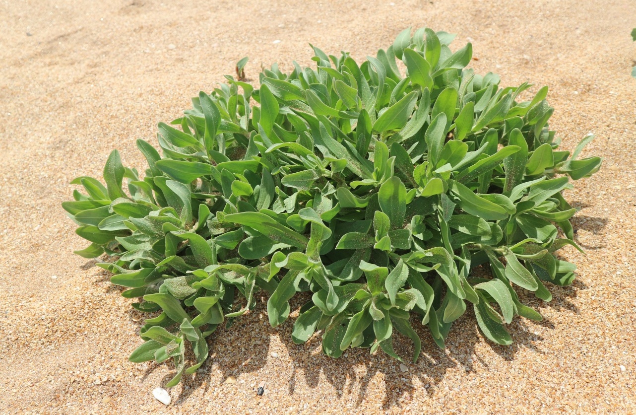 Image of Gypsophila perfoliata specimen.