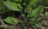 Bupleurum longifolium подвид aureum. Лист в основании побега. Пермский край, Оханский р-н, Тулумбаихинское сельское поселение, Кунчурихинский бор, сырой луг. 27.05.2018.