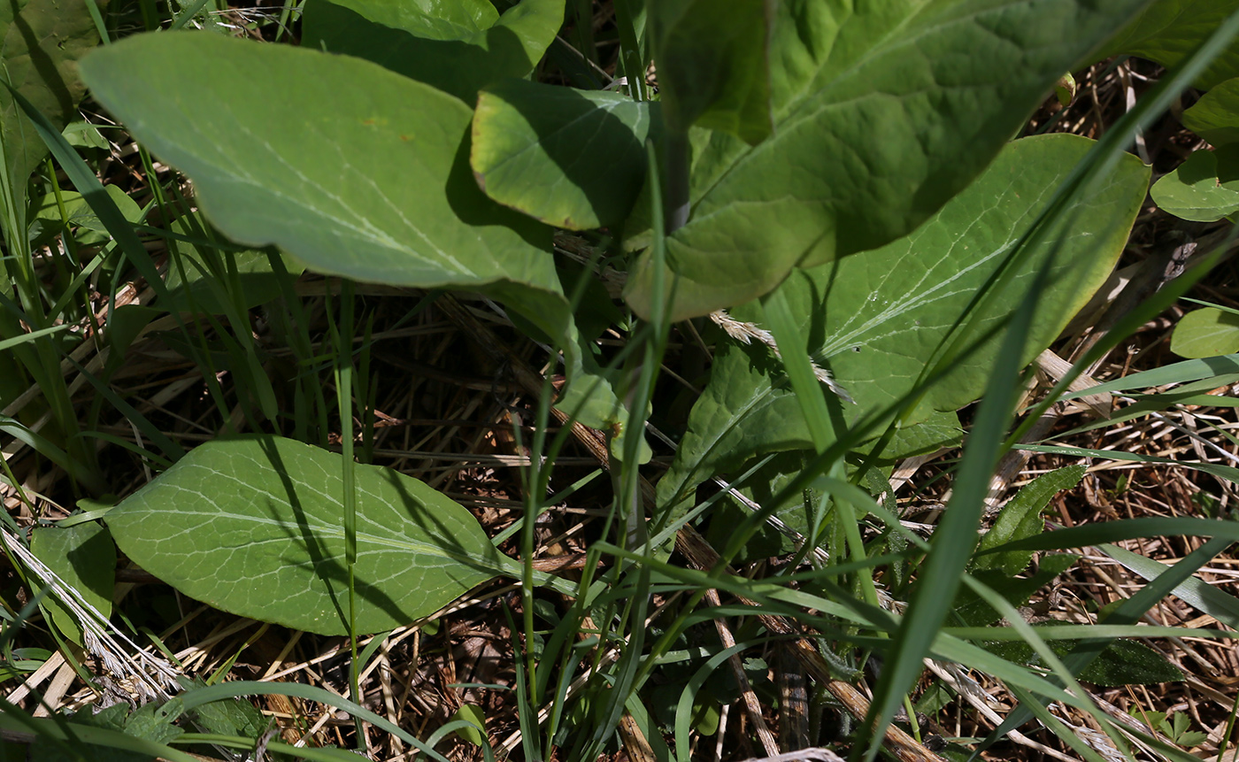 Изображение особи Bupleurum longifolium ssp. aureum.