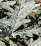 Phlomoides laciniata