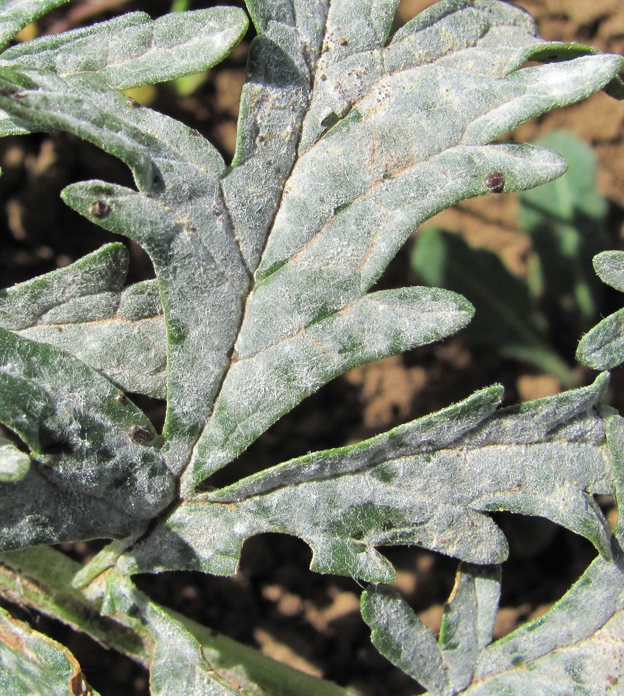 Image of Phlomoides laciniata specimen.