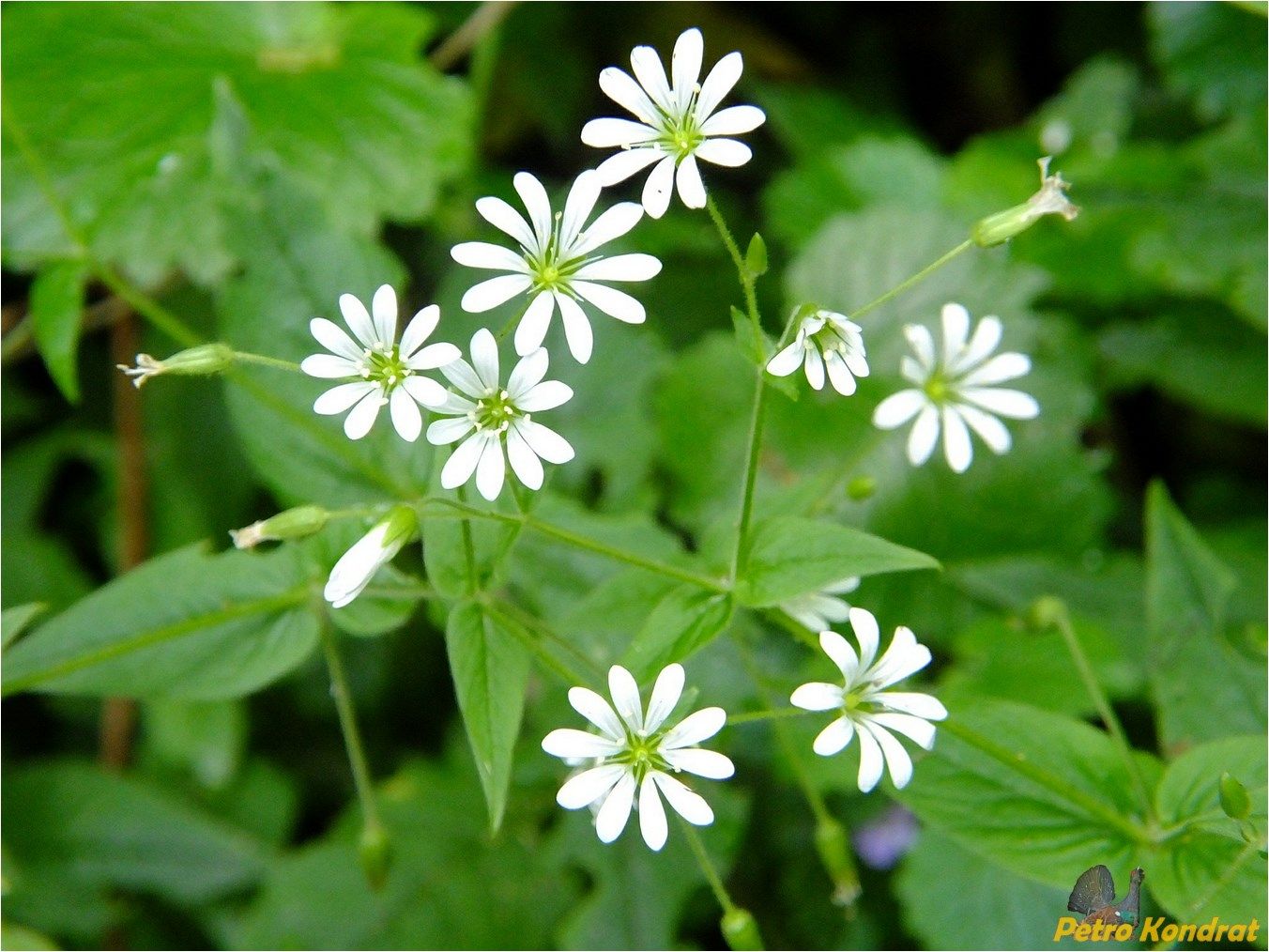 Image of Stellaria nemorum specimen.