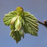 Corylus avellana