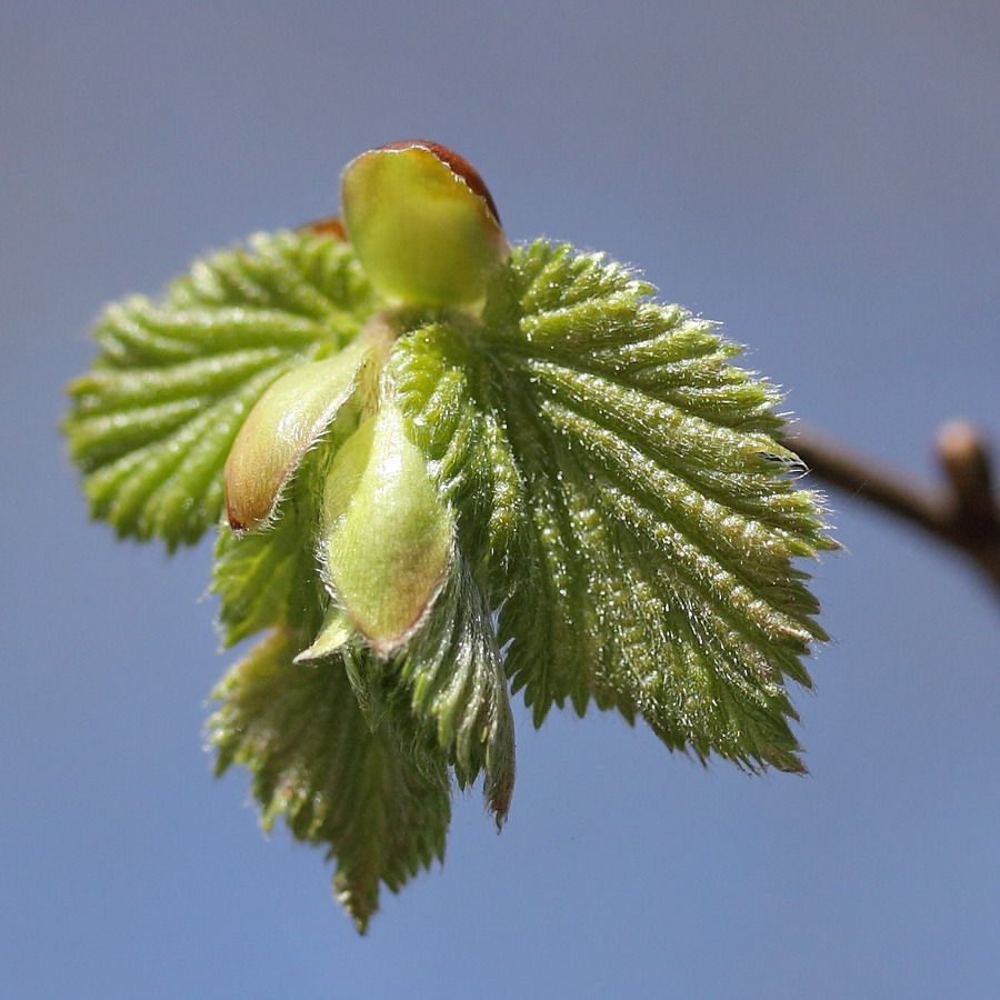 Изображение особи Corylus avellana.