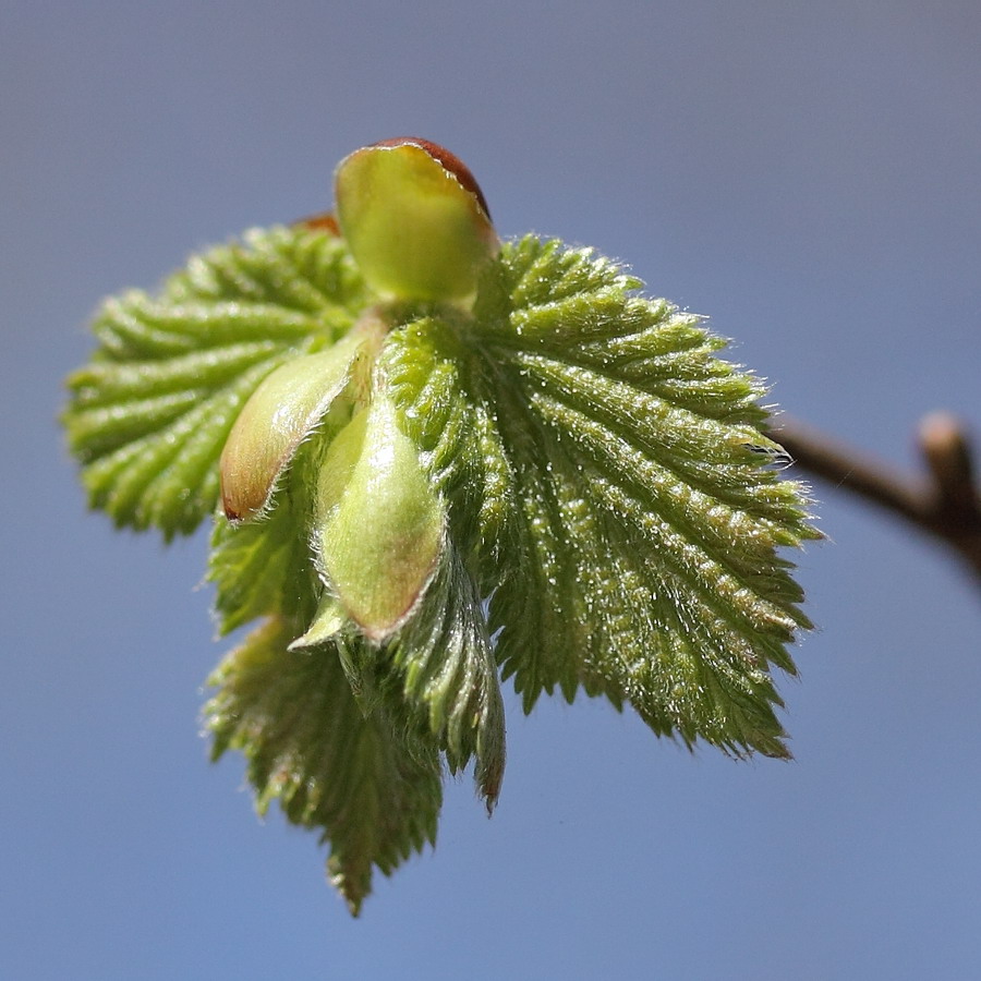 Image of Corylus avellana specimen.