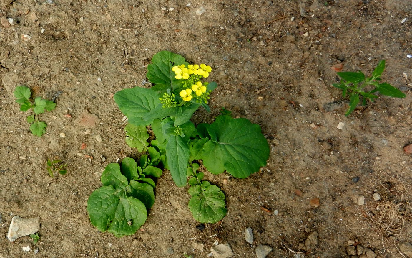 Изображение особи Brassica campestris.