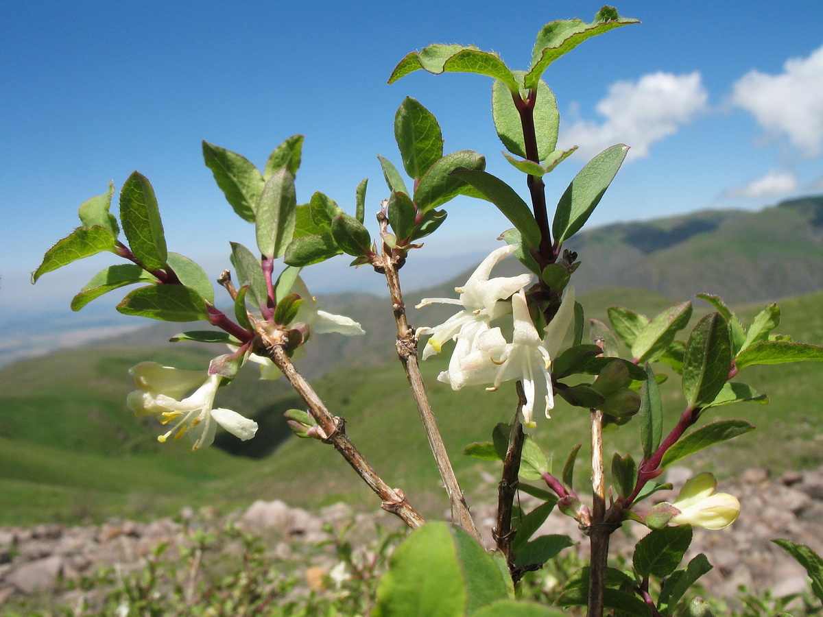 Image of Lonicera olgae specimen.