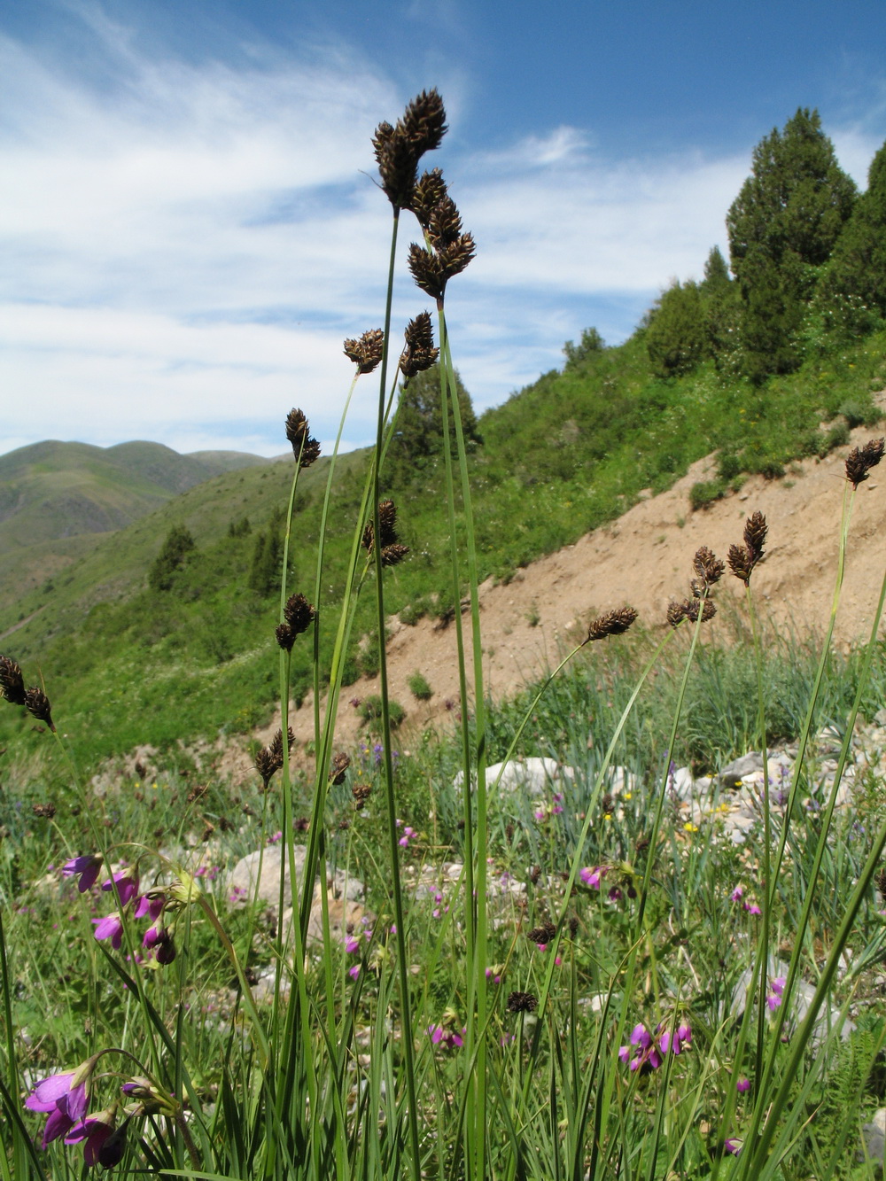 Image of Carex popovii specimen.