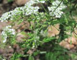 Chaerophyllum temulum