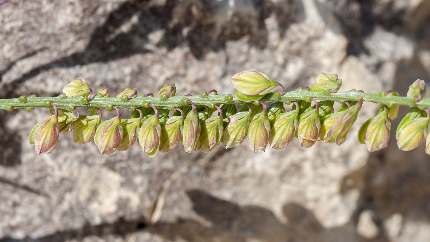 Image of Polygala comosa specimen.