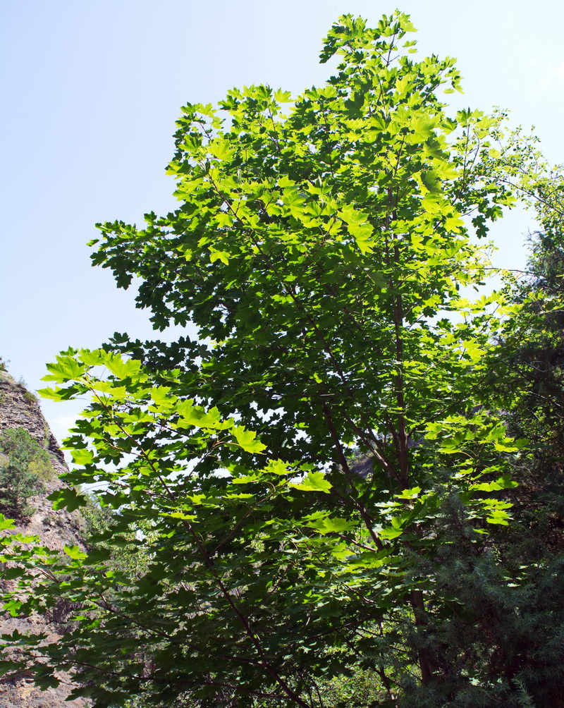 Image of Acer platanoides specimen.