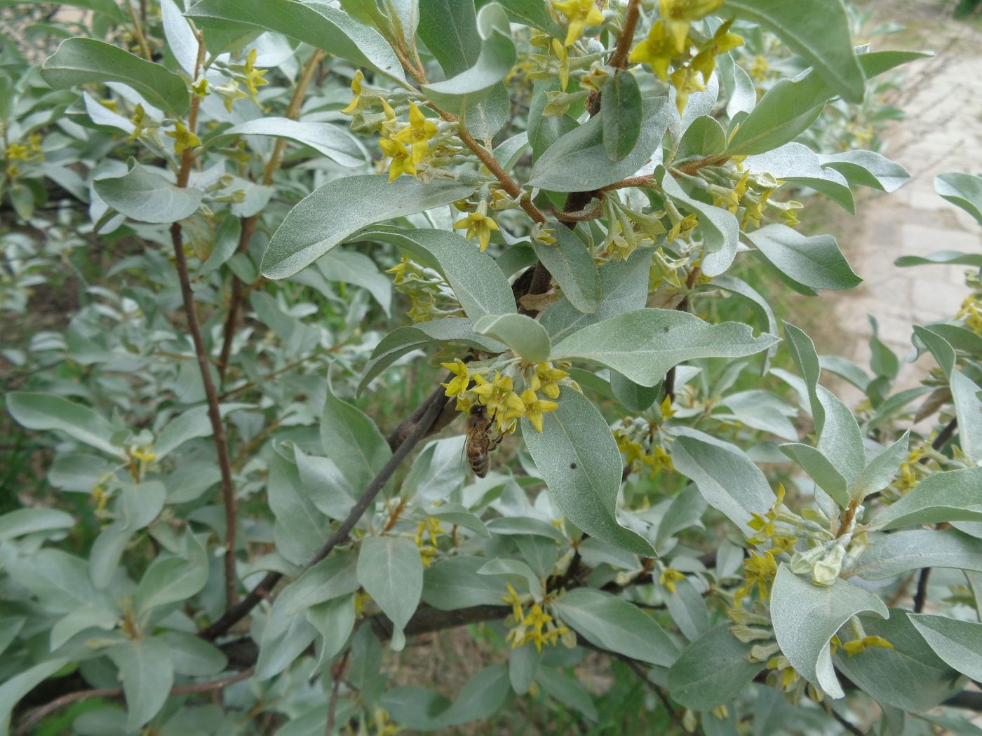 Image of Elaeagnus commutata specimen.