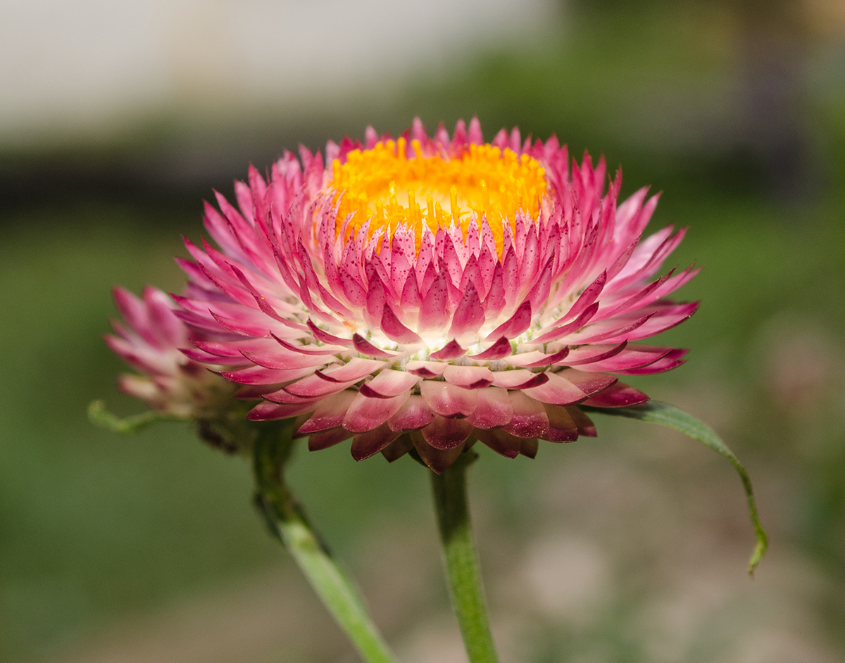 Изображение особи Xerochrysum bracteatum.