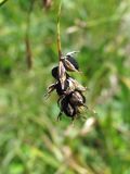 Carex tristis. Соплодие, поражённое головнёвым грибом Anthracoidea sp. Кабардино-Балкария, Эльбрусский р-н, долина р. Ирикчат, ок. 3000 м н.у.м., каменистый склон. 06.08.2018.