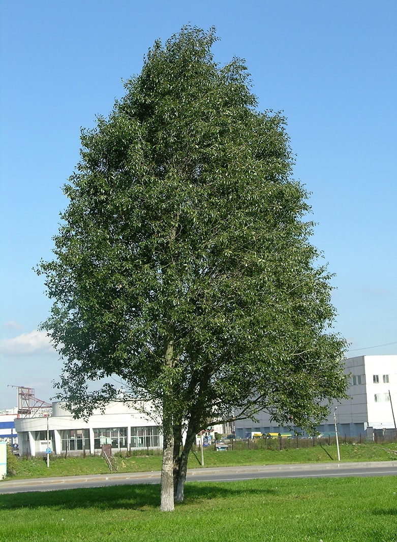 Image of Populus simonii specimen.