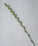 Image of taxon representative. Author is Андрей Любченко