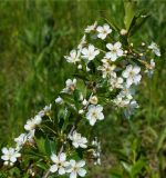 Cerasus fruticosa. Цветущая ветка. Восточный Казахстан, г. Усть-Каменогорск, правый берег р. Иртыш, обочина асфальтированной дороги возле стадиона. 21.05.2018.