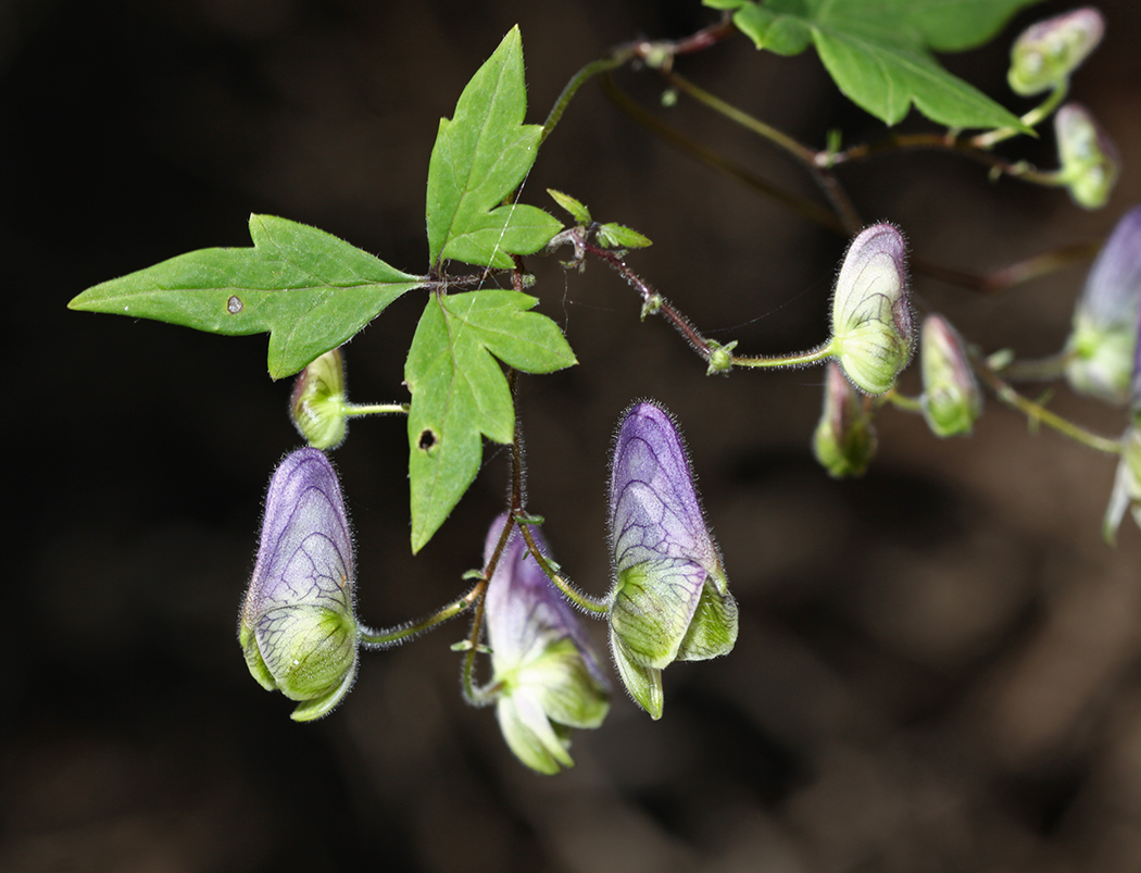 Image of Aconitum stoloniferum specimen.