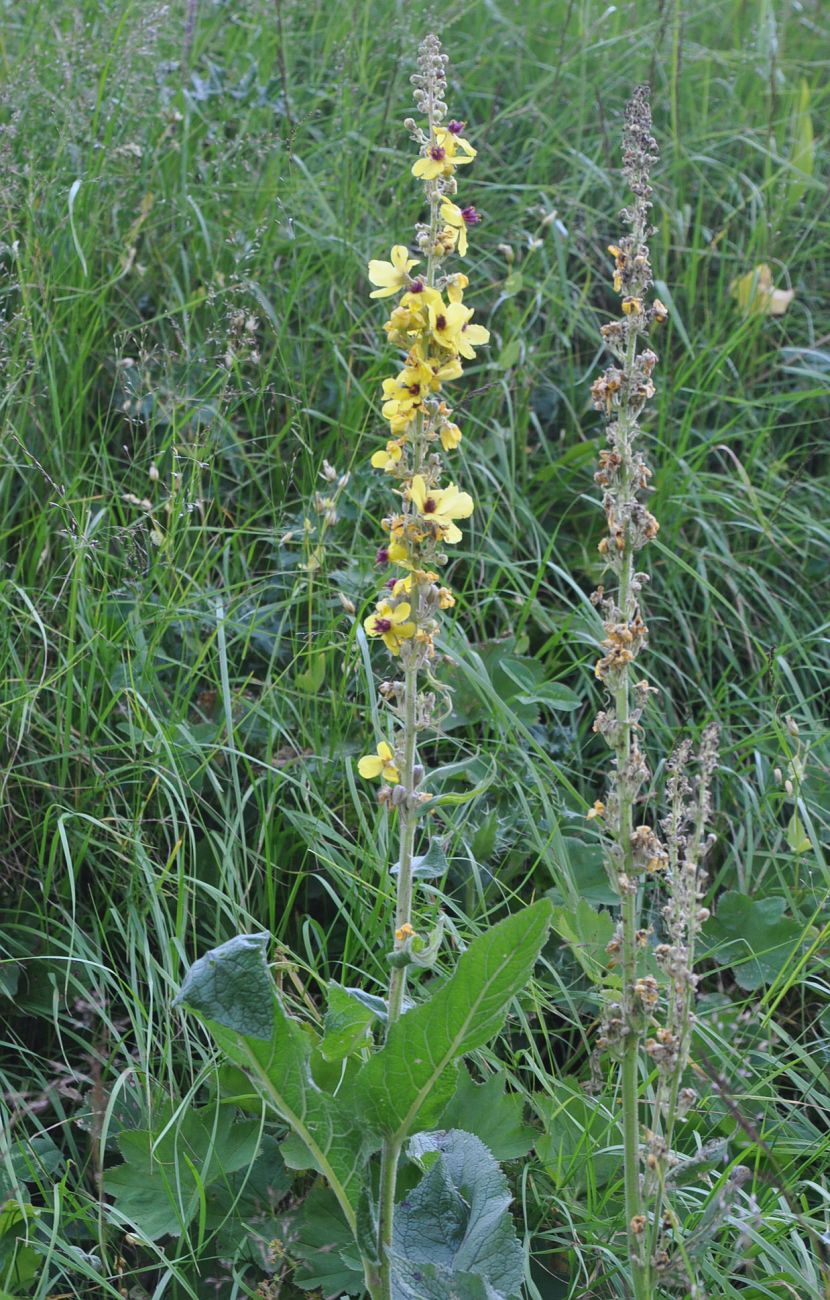 Изображение особи род Verbascum.