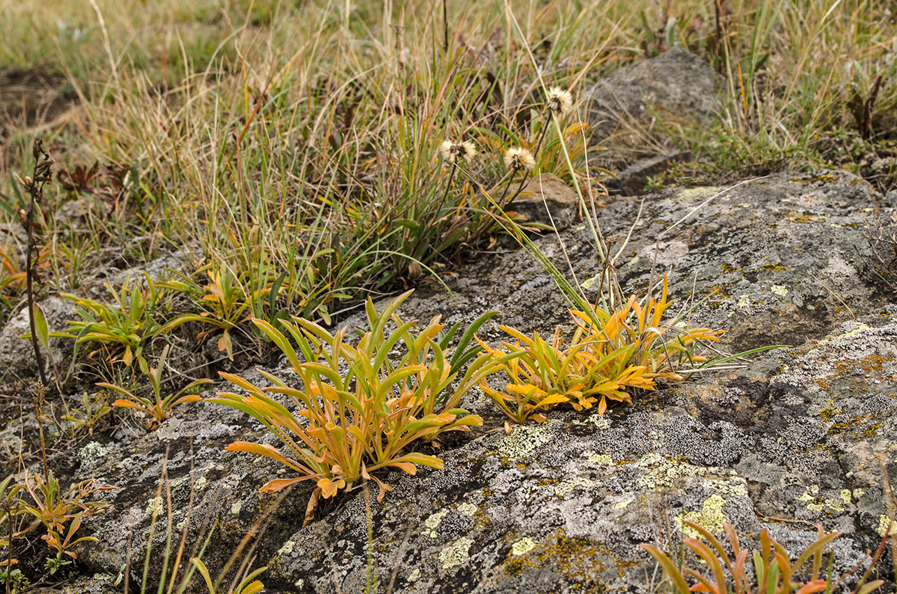 Image of Patrinia sibirica specimen.