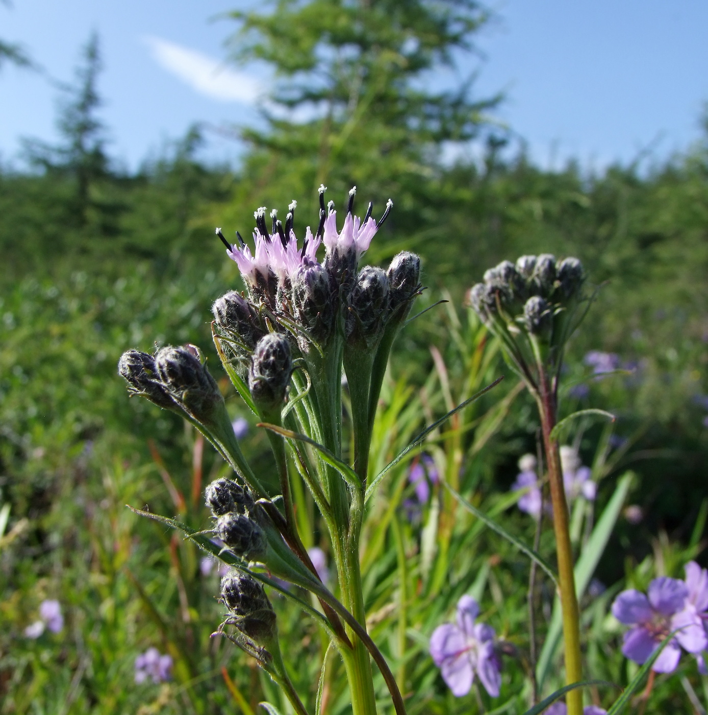 Изображение особи Saussurea oxyodonta.