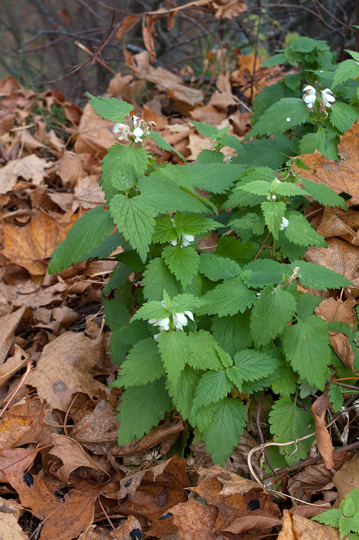 Image of Lamium album specimen.