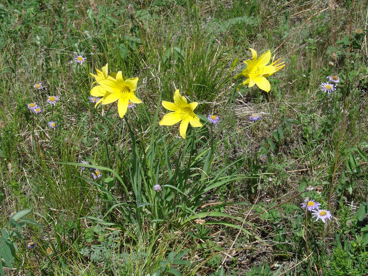 Изображение особи Hemerocallis lilio-asphodelus.