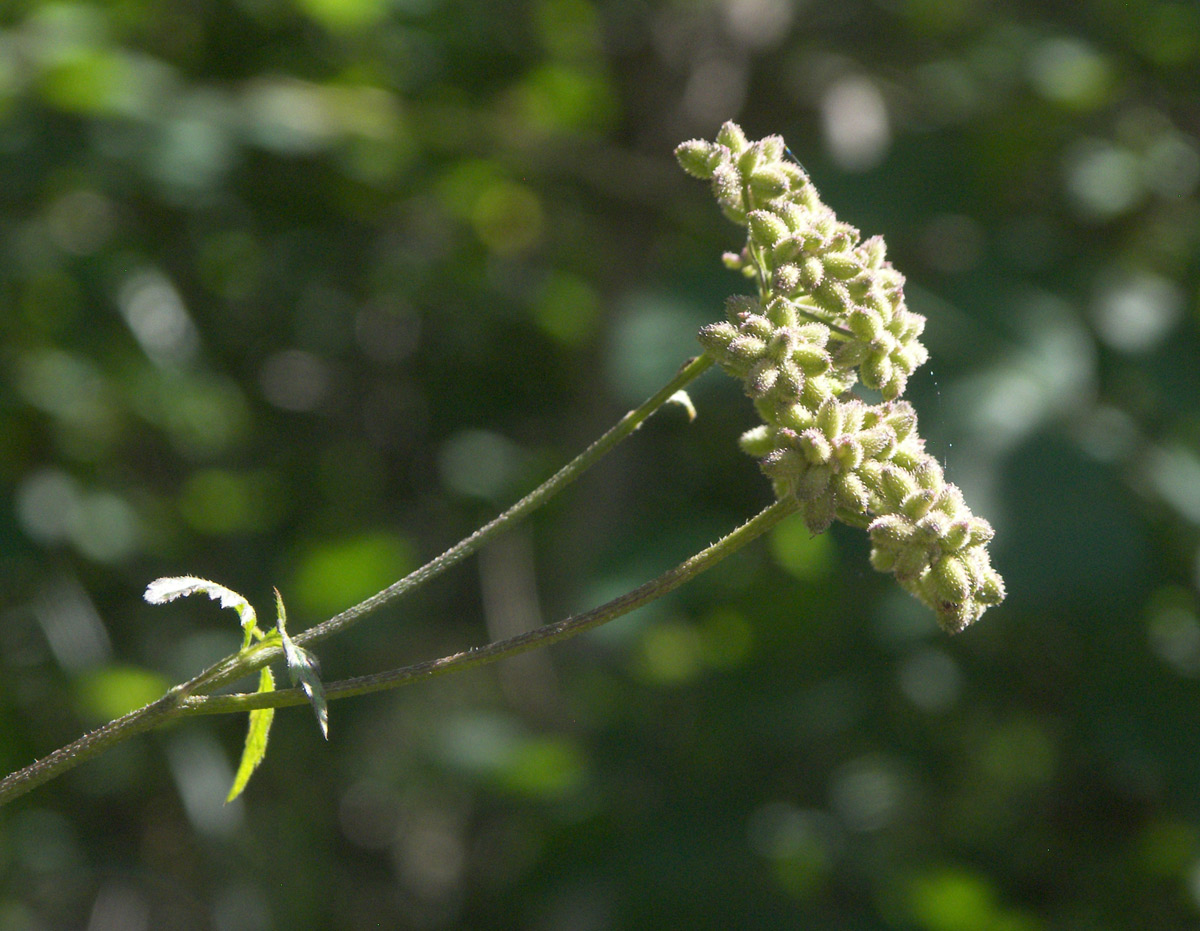 Image of Torilis japonica specimen.