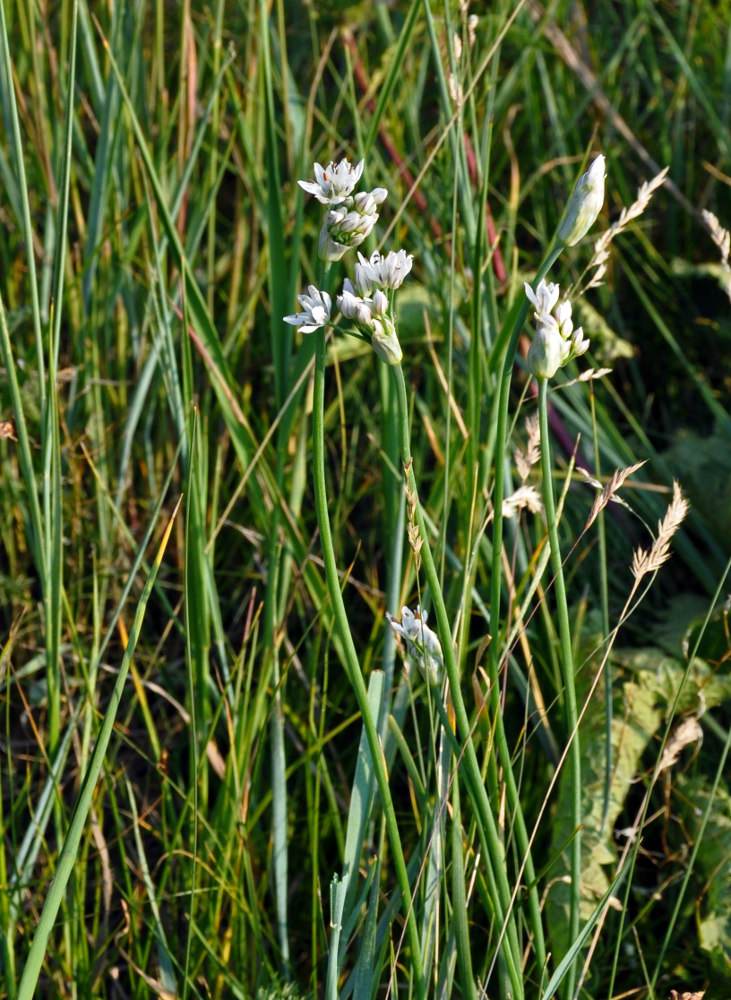 Image of Allium ramosum specimen.