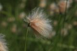 Eriophorum russeolum