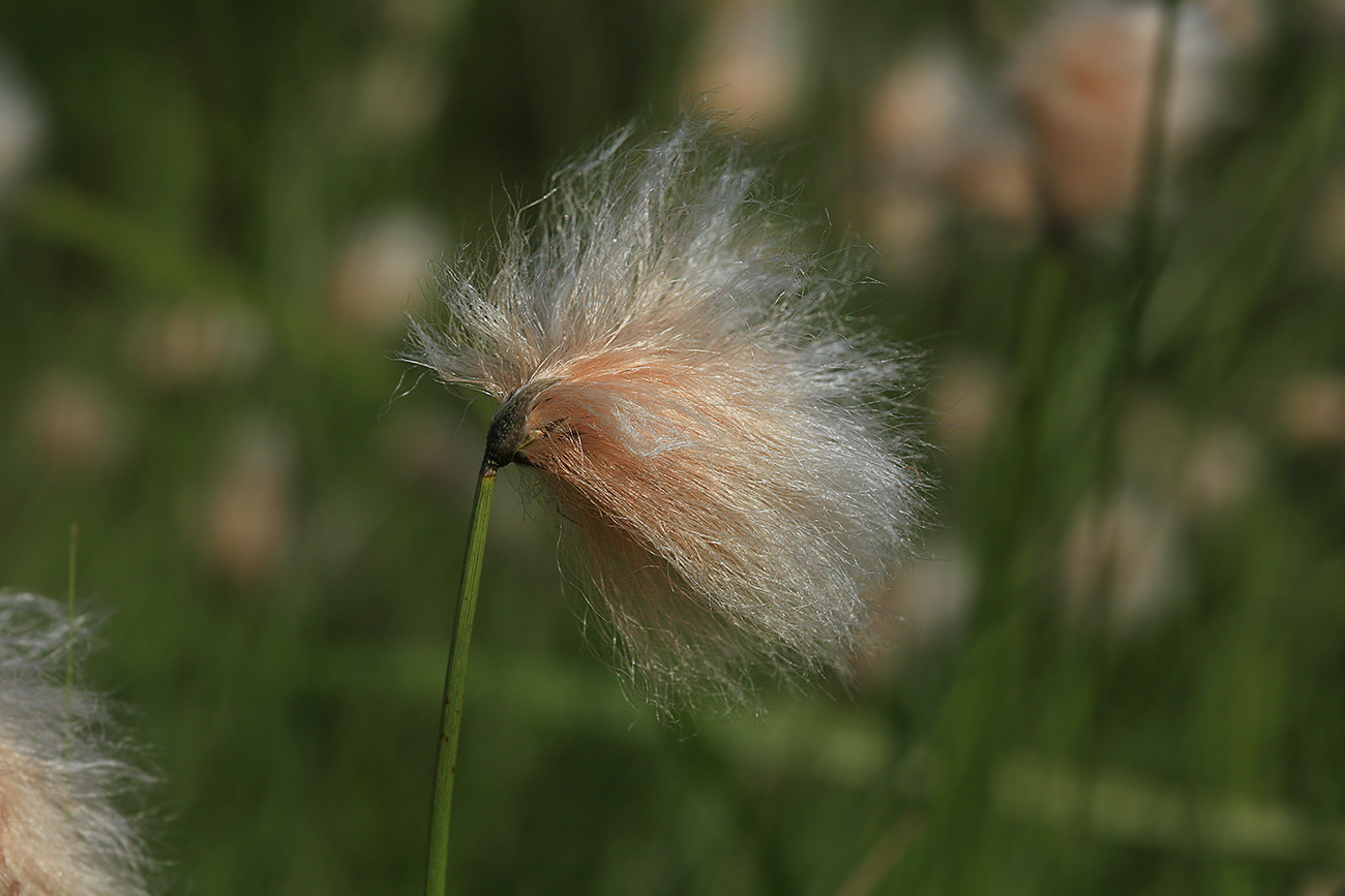 Изображение особи Eriophorum russeolum.