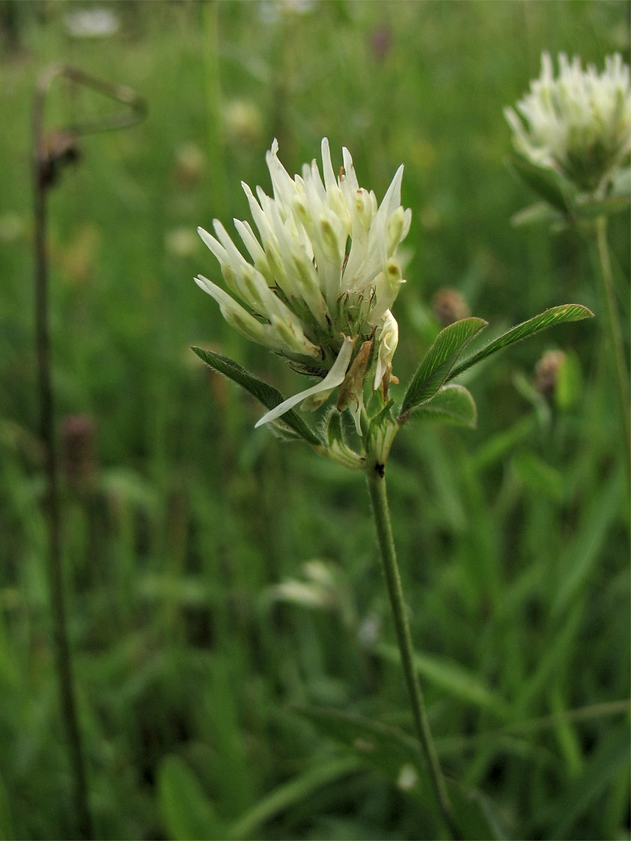 Изображение особи Trifolium ochroleucon.