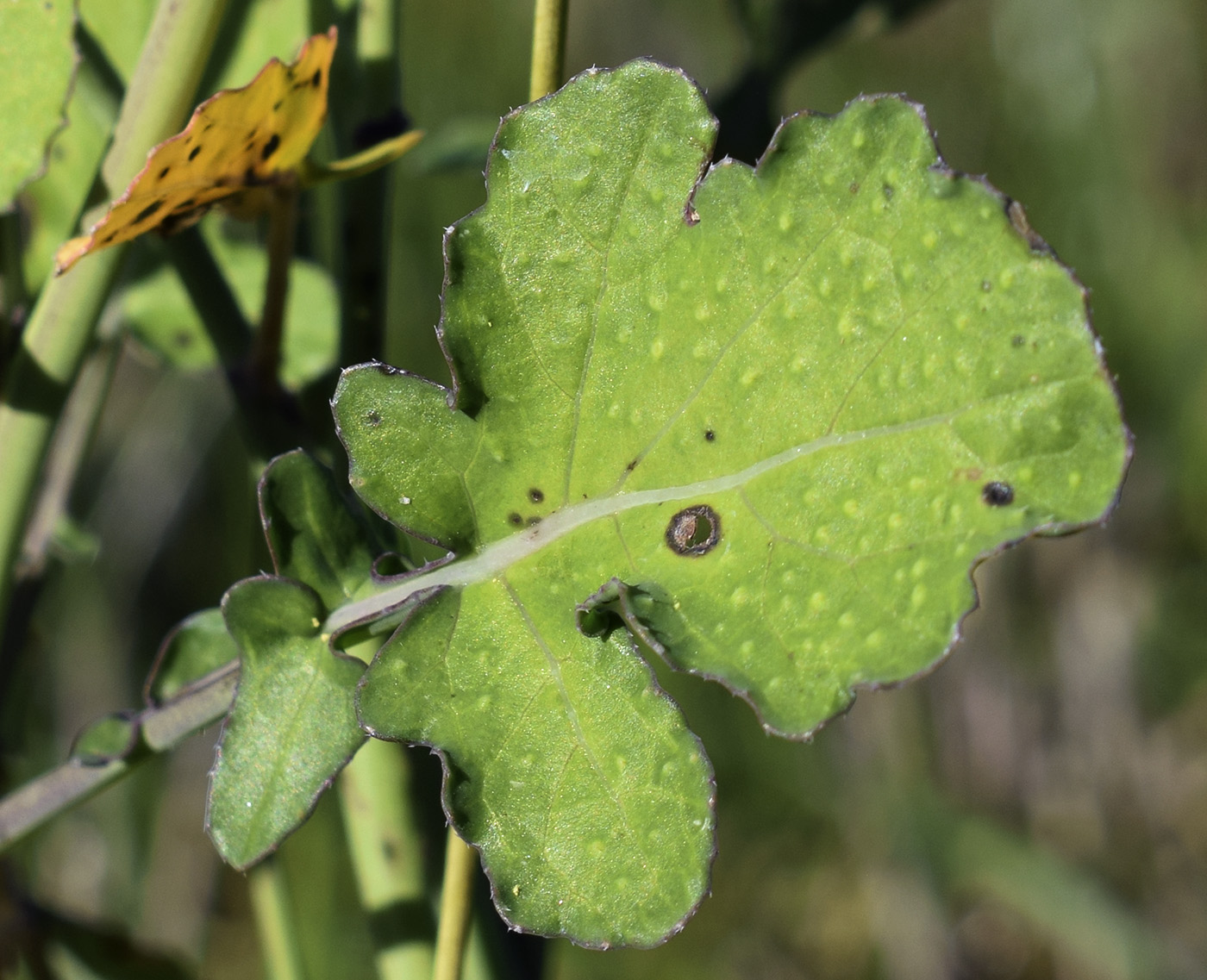 Изображение особи Brassica fruticulosa.