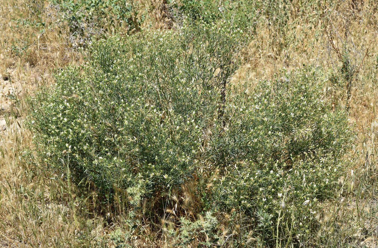 Image of Peganum harmala specimen.
