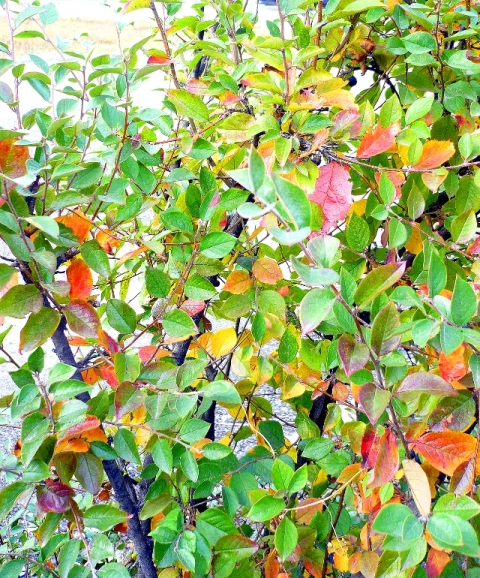Изображение особи Cotoneaster lucidus.