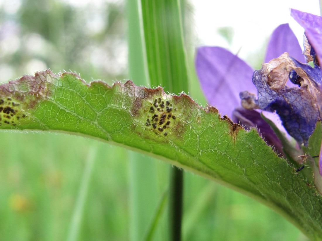 Image of Campanula glomerata specimen.